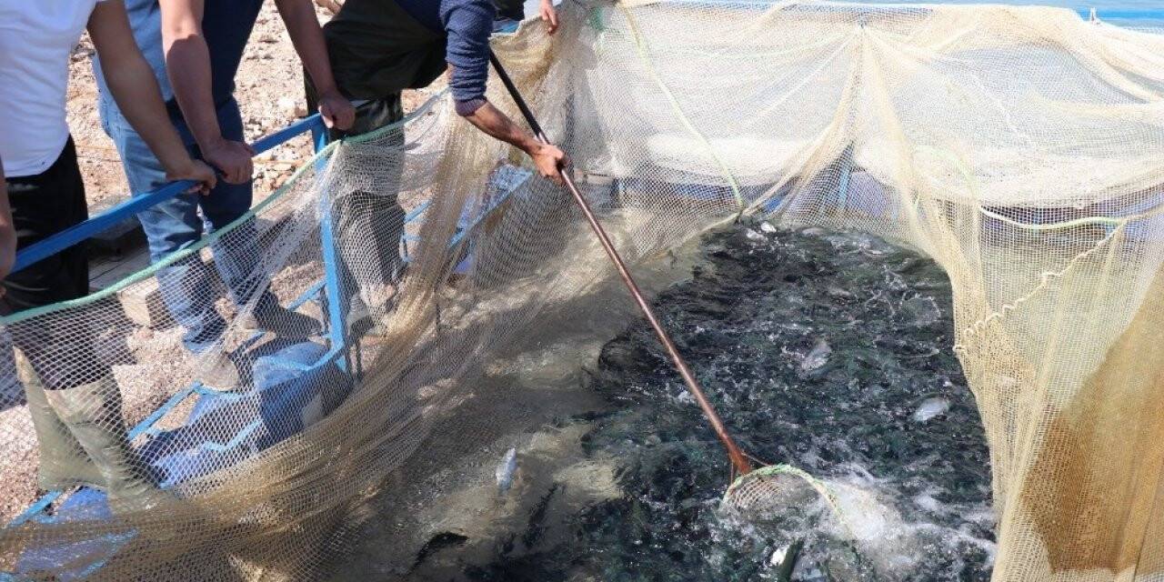 Denize kıyısı olamayan kentten Türkiye’ye yıllık 20 bin ton alabalık