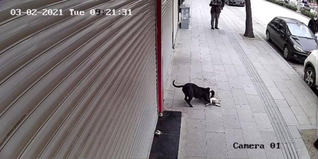 Hatay’da pitbull dehşeti