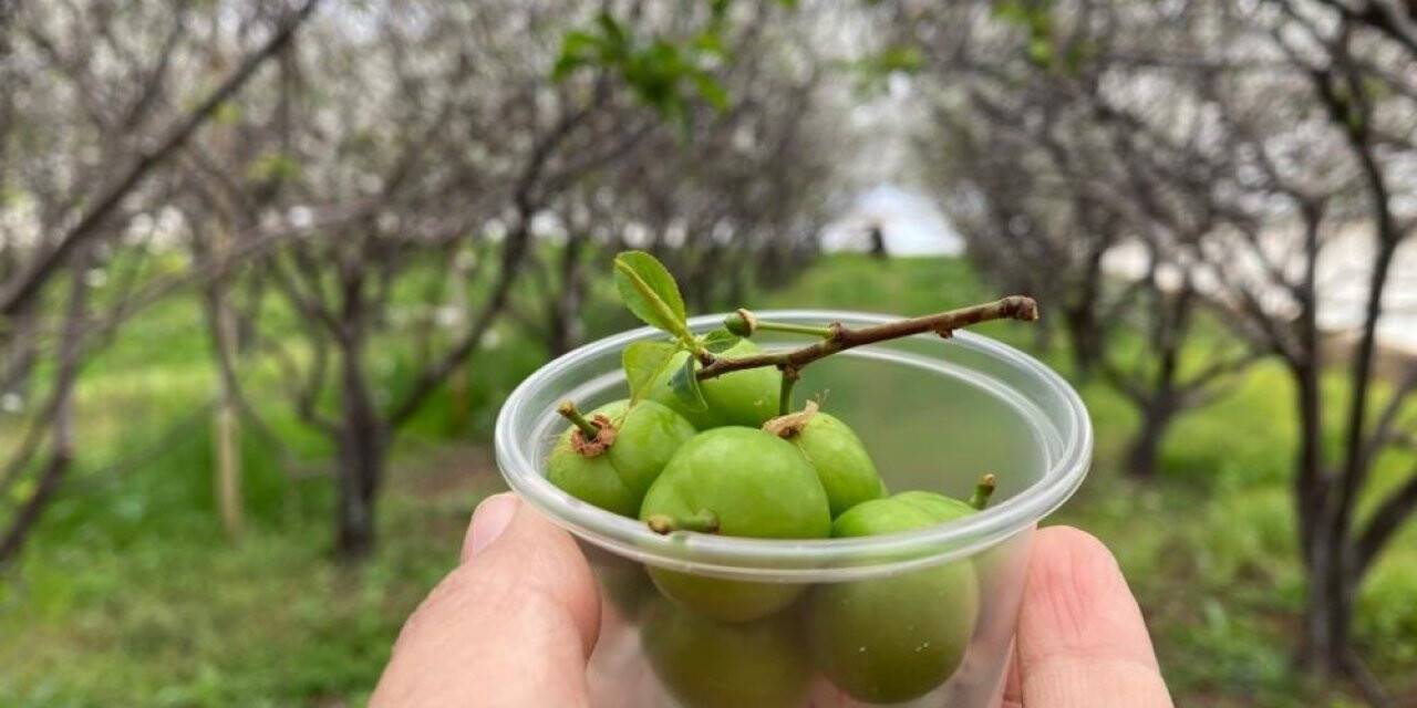 100 gram erik ağacında 100 TL’den satışa sunuldu