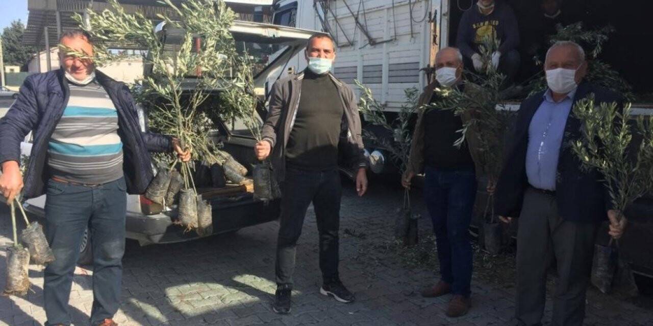 Silifke’de çiftçilere 25 bin zeytin fidanı dağıtıldı