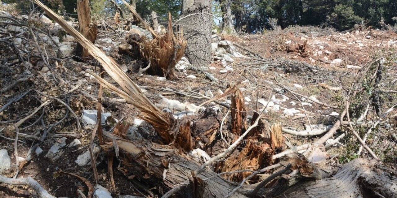 Antalya’da hazine ve sarı alan arazilerindeki ağaç katliamına tepki