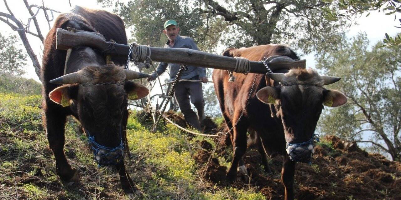 Aydın’da öküzler halen kıymetli