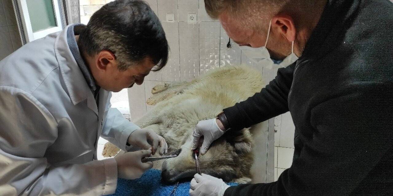 ’Kiraz Göz’ ameliyatı yapılan köpek sağlığına kavuştu
