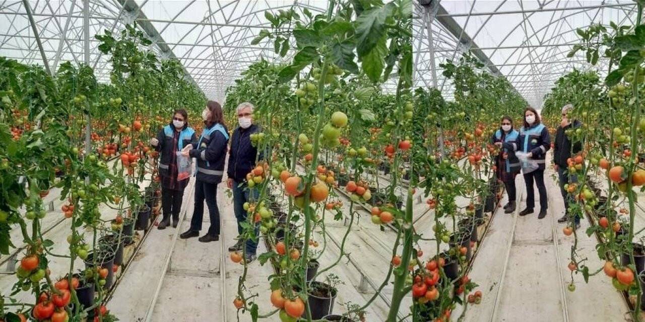 Sera domateslerinden numune alımı