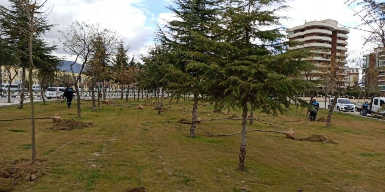 Manisa’da 3 günde tam 450 tane ağaç dikildi