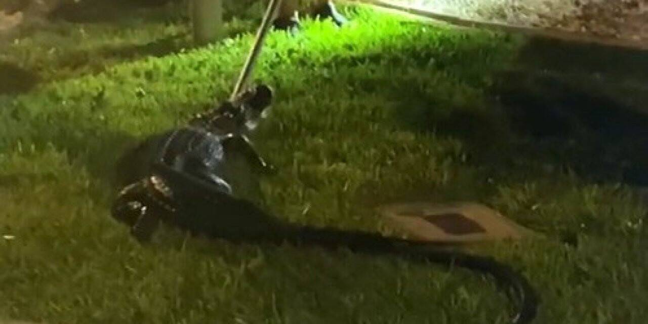 Florida’da evin garajında timsah bulundu