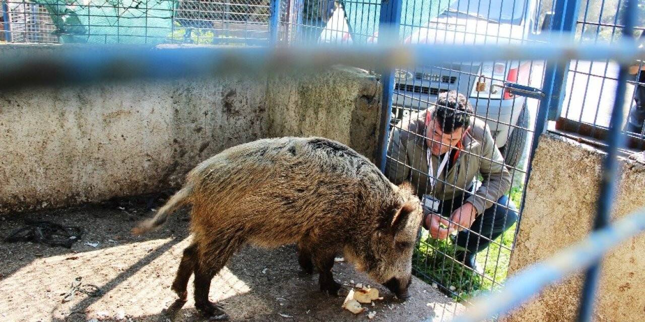 Domuz Ceyar’la belediye şoförünün dostluğu görenleri şaşırttı
