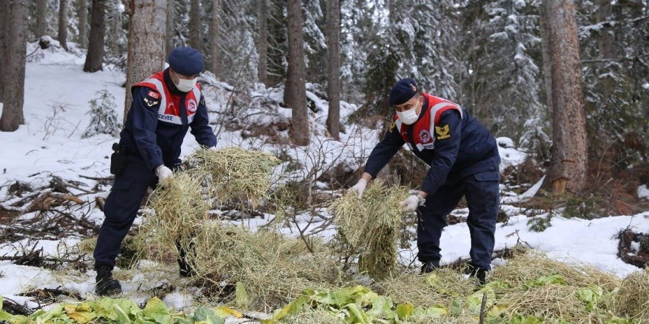 2000 rakımda yaban hayatı için doğaya yem bırakıldı
