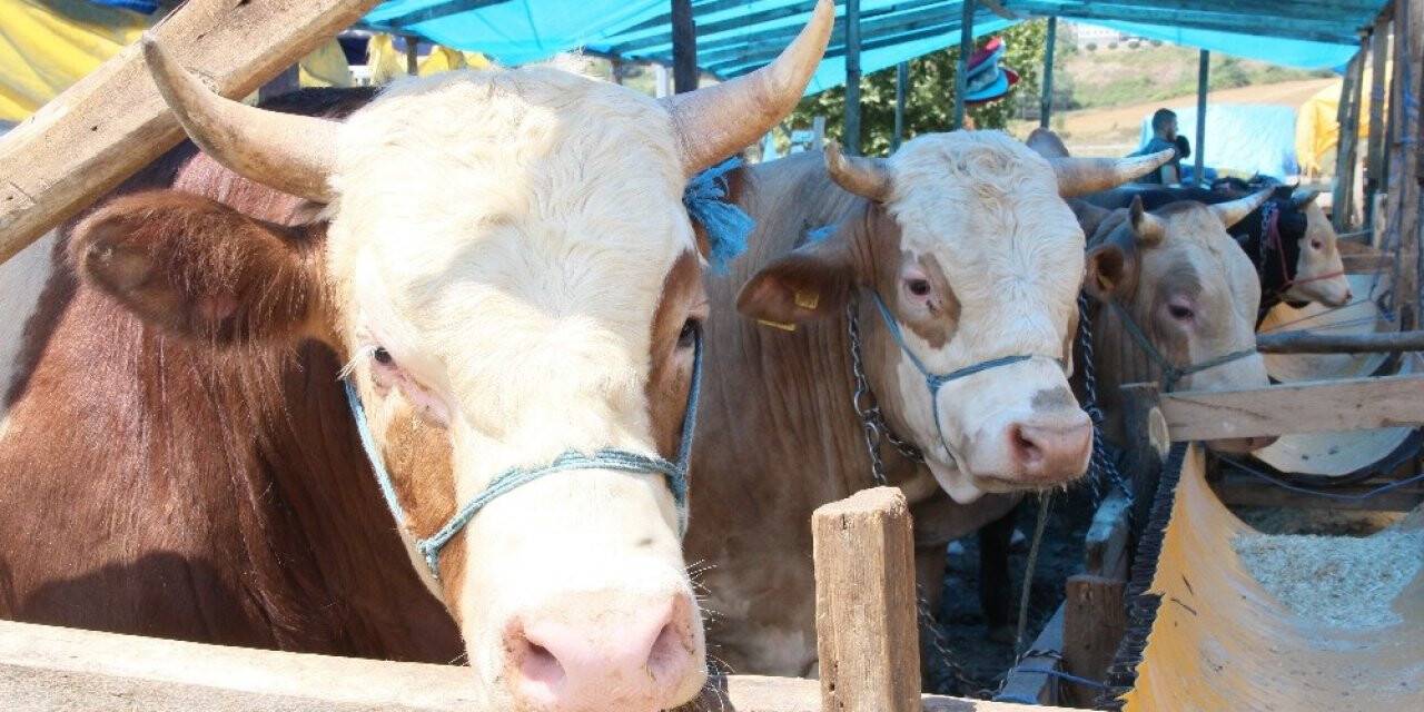 Hayvan sevkiyatında uyulacak kurallar açıklandı