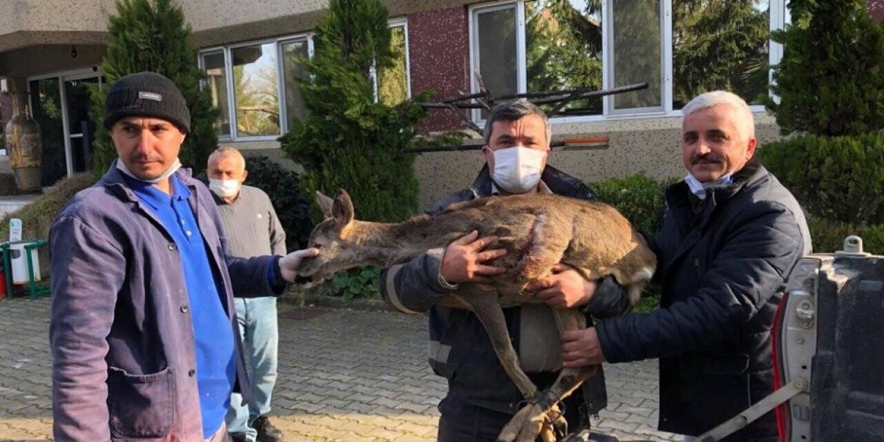 Muhtar karacayı köpeklere yem olmaktan kurtardı