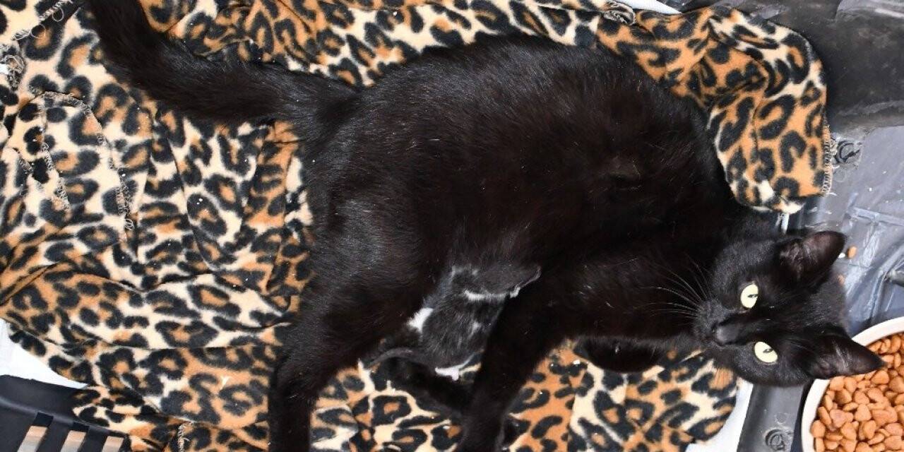 Ayağı kırılan gebe kedi hayata döndürüldü