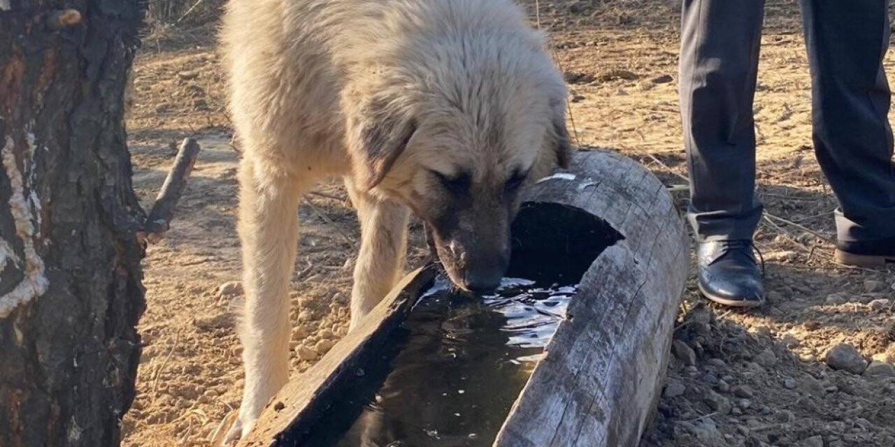 Sokak köpeklerine yem alanı yapıldı