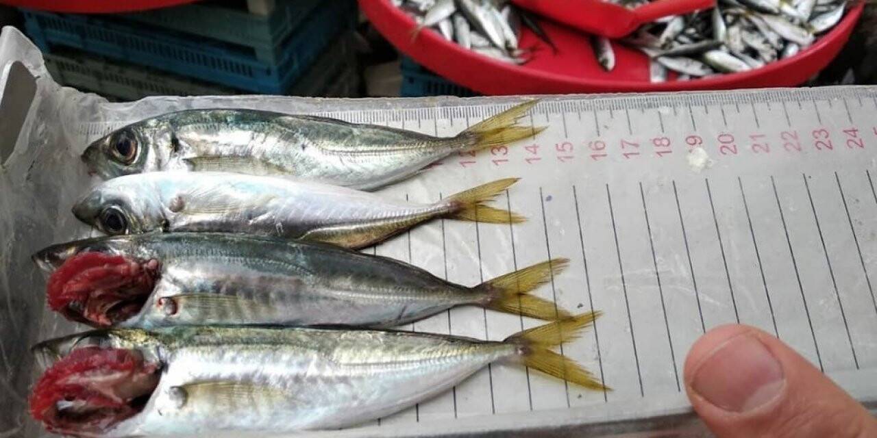 Balıklar boy boy denetleniyor