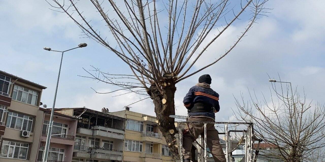 Ağaçlarda budamalar devam ediyor