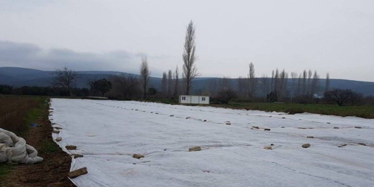 “Nâzende” fasulyesinin ekimine başlandı