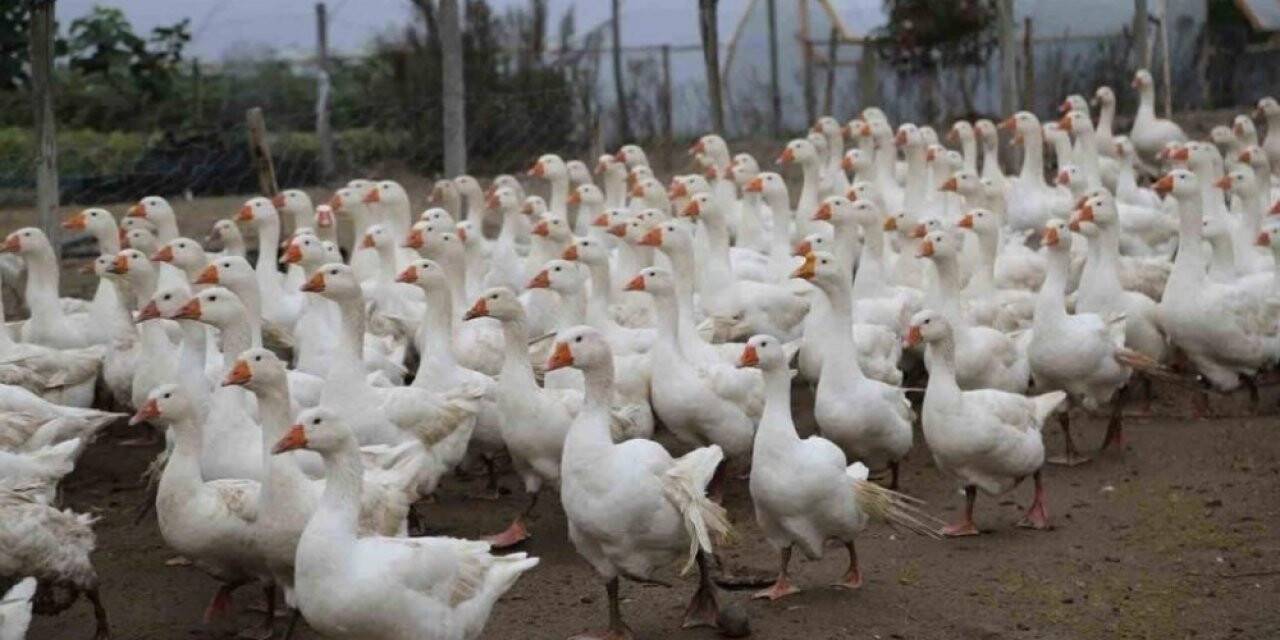 Hilmi Güler’in tarım projeleri ikiye katladı