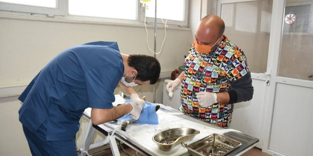 Edremit Belediyesi 7/24 sokak hayvanlarının yanında