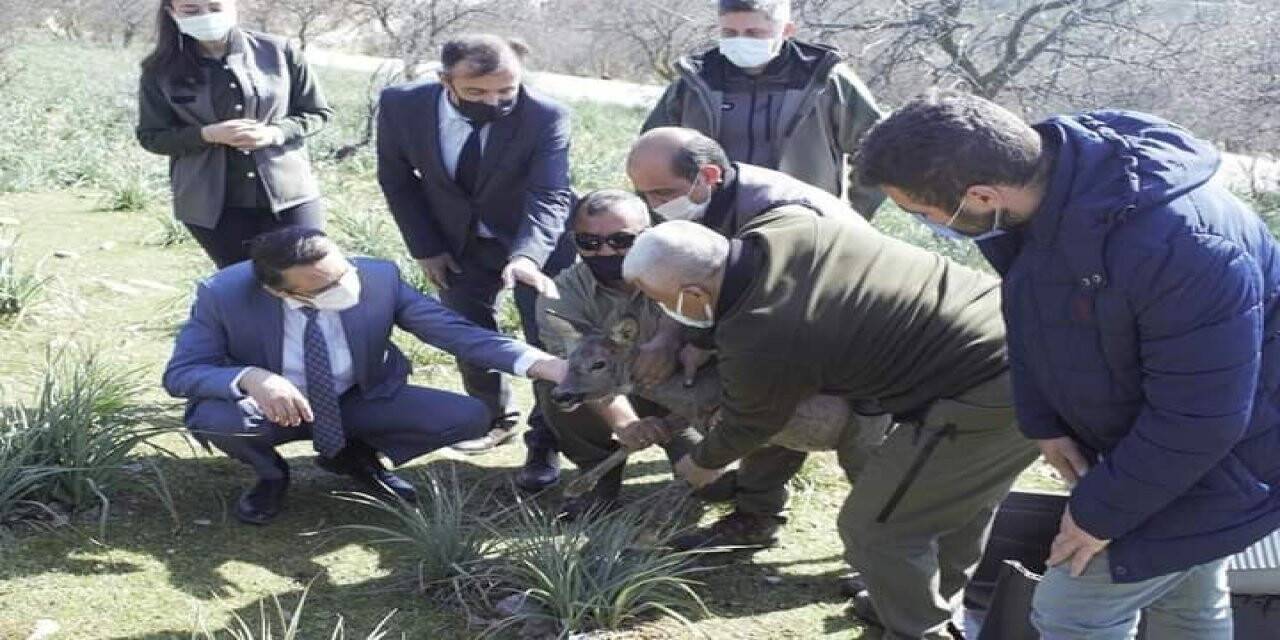 Tedavisi tamamlanan yavru karaca yeniden doğaya salındı
