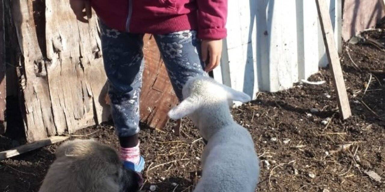 İmam yaralı köpeğe sahip çıktı