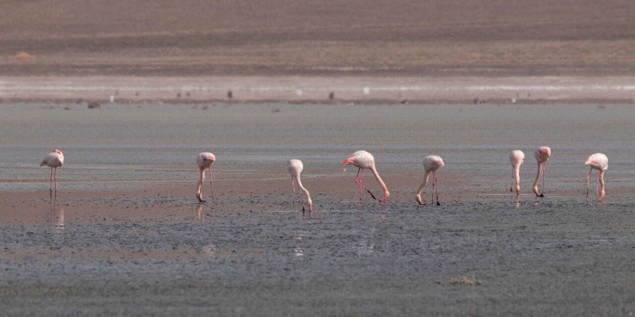 Konya'da Düden Gölü’ndeki flamingo sayısı düştü