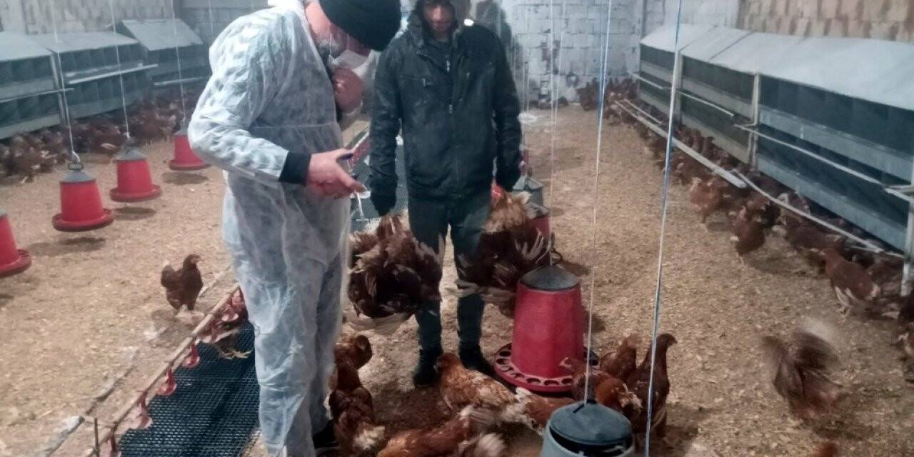 Yumurta tavukçuluğuna ilgi artıyor