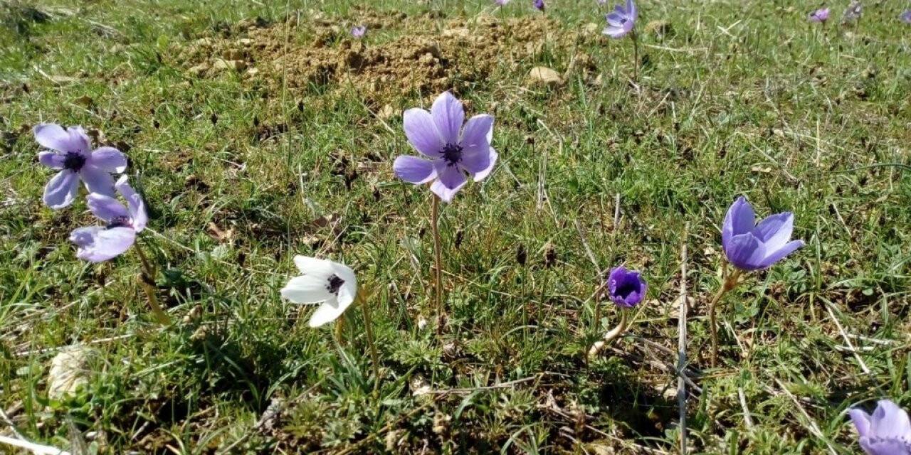 Dün karın yağdığı Kulp’ta dağ laleleri çiçek açtı