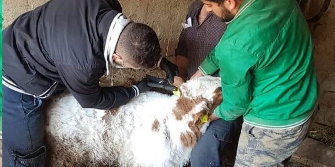 Köylerde büyükbaş hayvanlara aşı çalışmaları