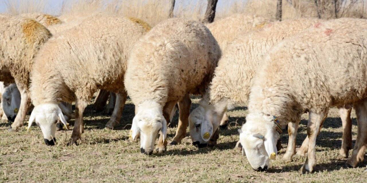 Konya Büyükşehir’den hayvancılığa destek