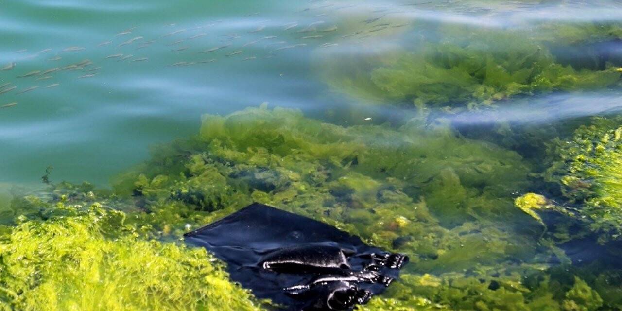 Her yıl denizlere 8 milyon tondan fazla plastik atılıyor