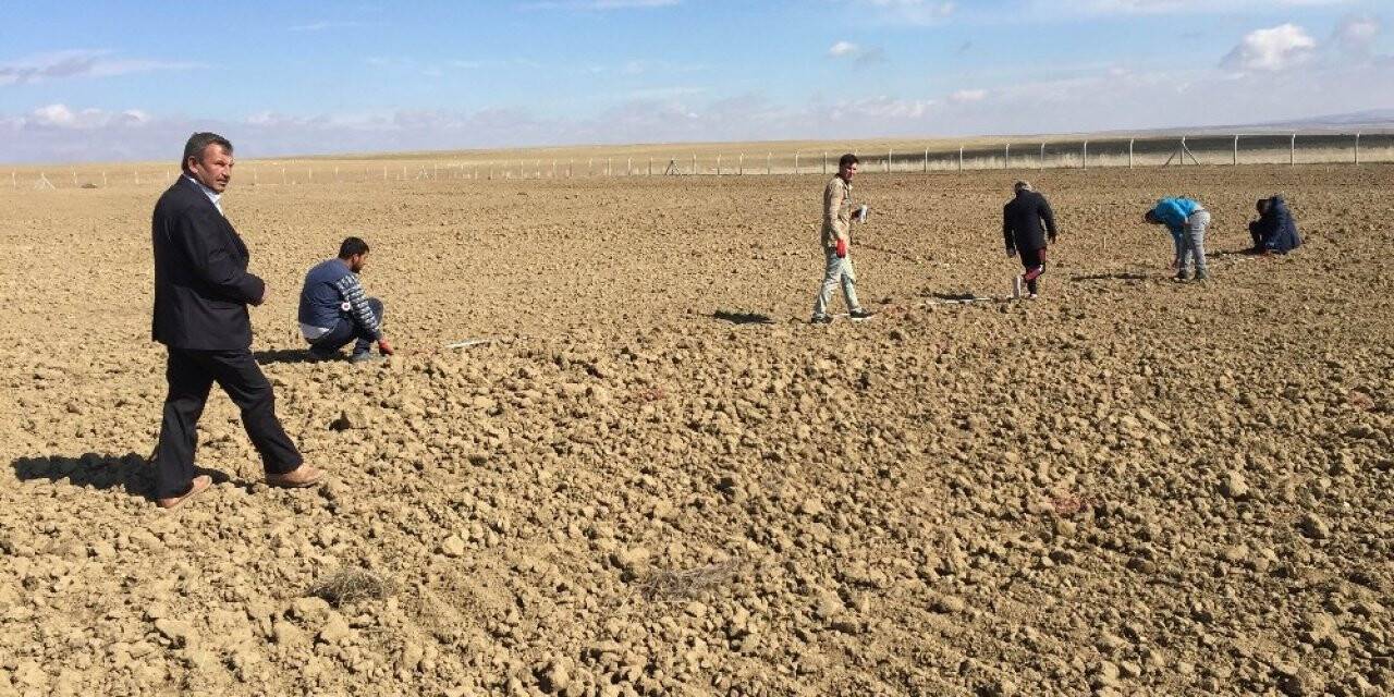 Kulu’da lavanta ekimi yapıldı