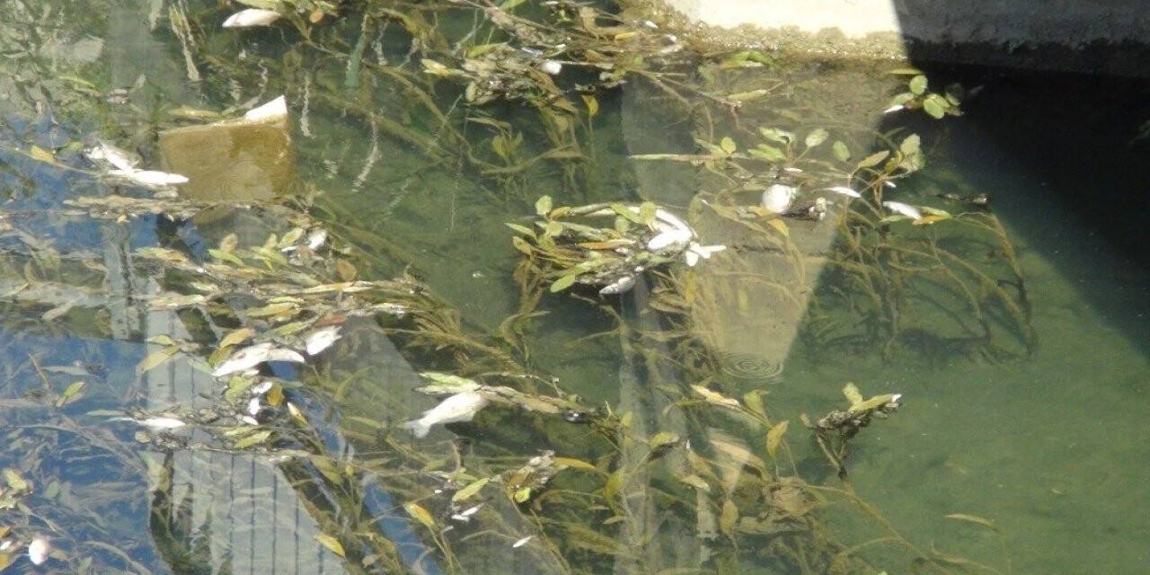 Manavgat Sanayisinde balık ölümleri