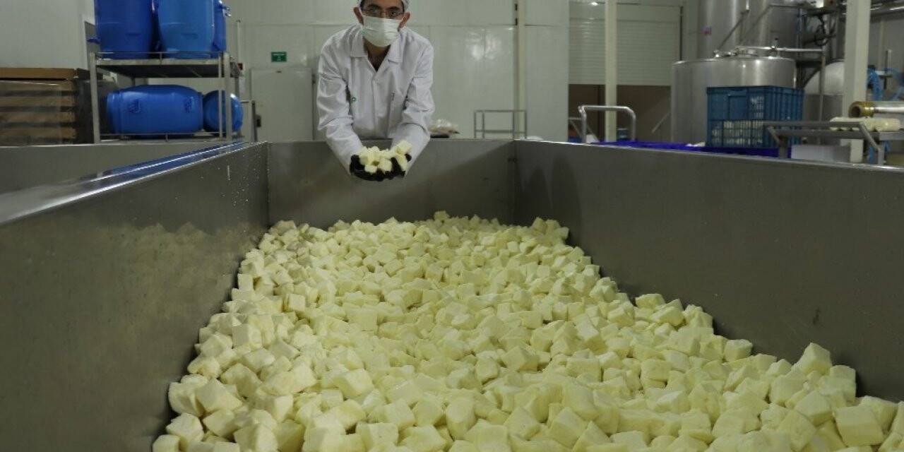 Koronaya karşı probiyotik peynir ürettiler