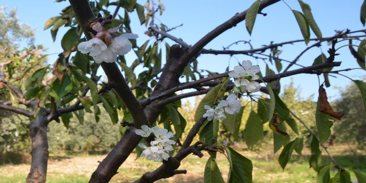 Manisa'da çiçek açan meyve ağaçları, görsel şölen oluşturdu