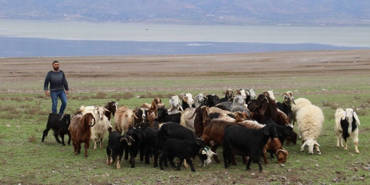Suların çekildiği baraj  havzası hayvanlara otlak oldu