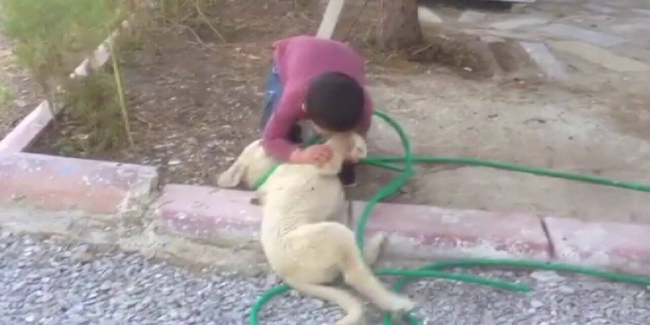 Köpeği ısıran çocuk görenleri gülme krizine soktu