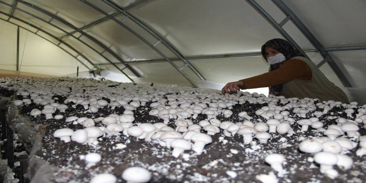 Devlet Desteğiyle Girişimci Oldu