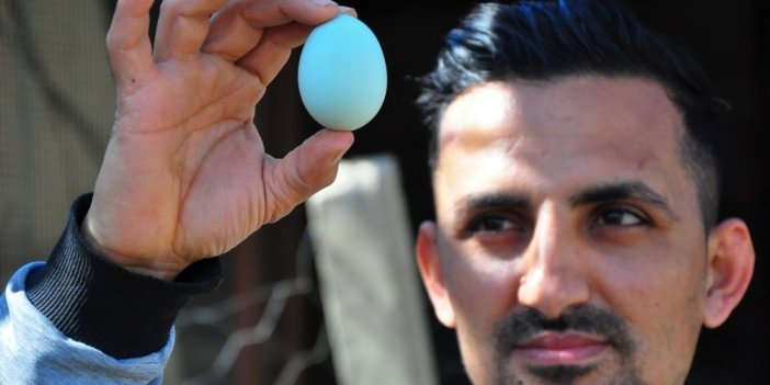 Amerika’dan getirttiği mavi yumurtalar hayatını değiştirdi