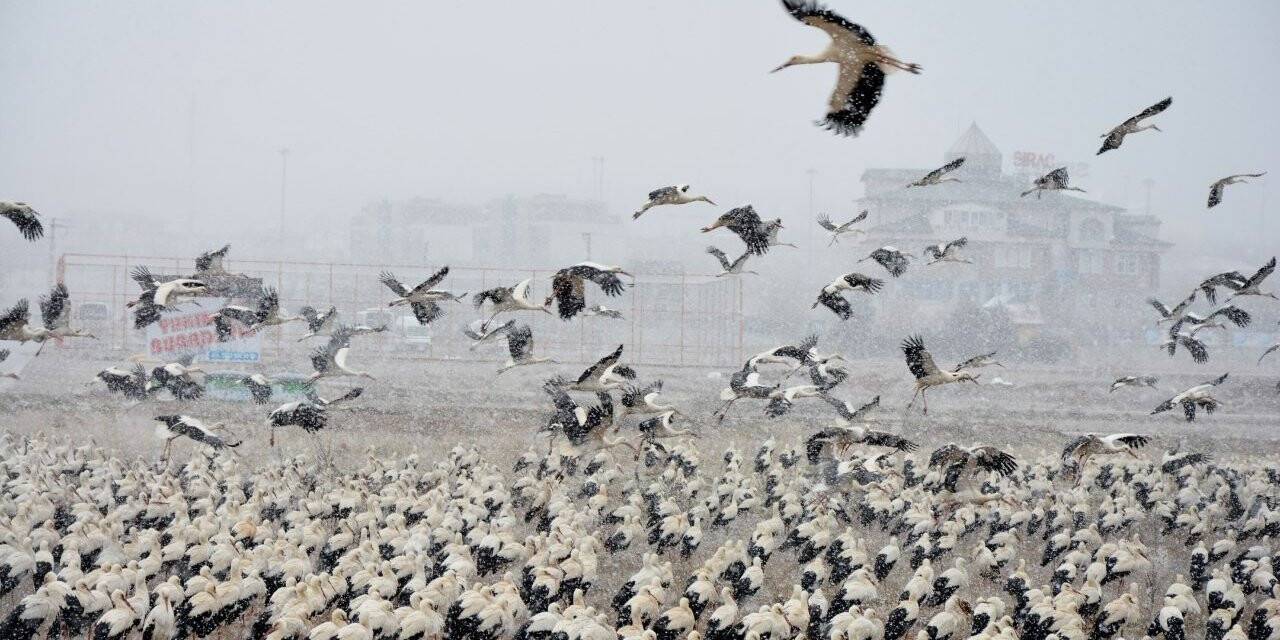 Göç yolundaki leyleklerden Konya’ya zorunlu iniş