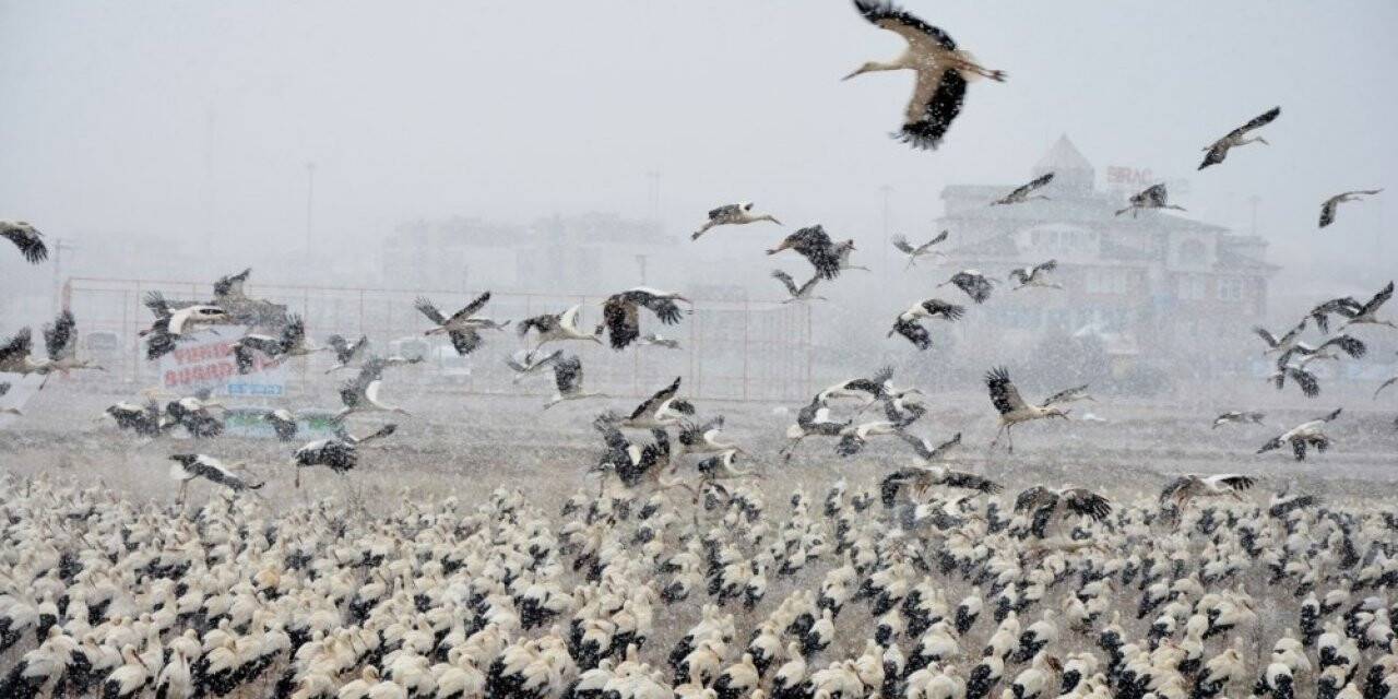Göç yolundaki leyleklerden Konya’ya zorunlu iniş