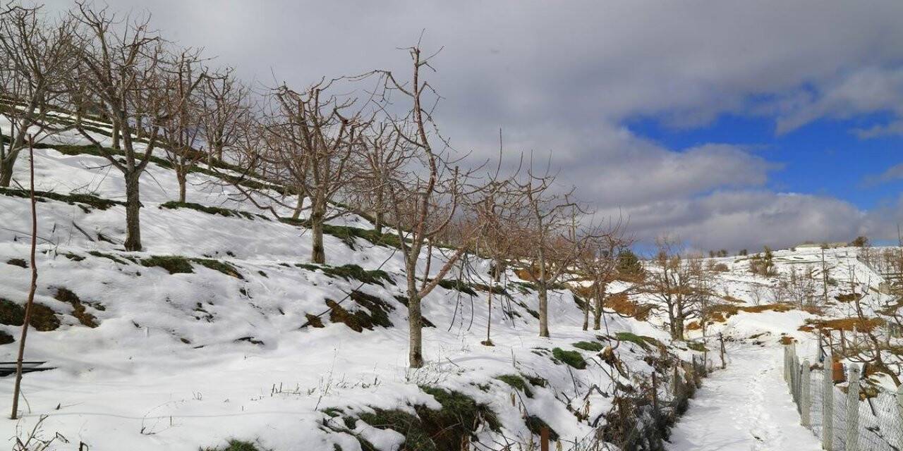 Toroslar’daki kiraz bahçeleri kar altında yeni sezona hazırlanıyor