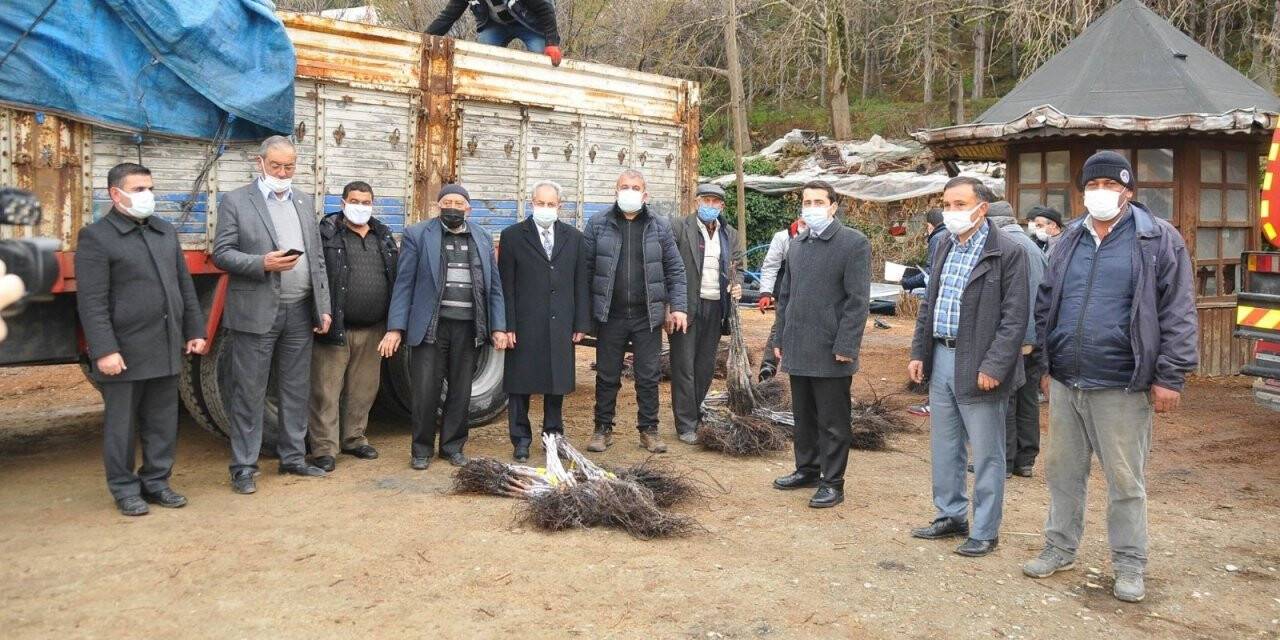 Akşehir’de üreticilere ceviz fidanı dağıtıldı