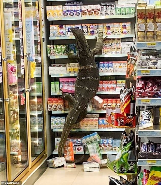 Dev kertenkele girdiği markette paniğe neden oldu
