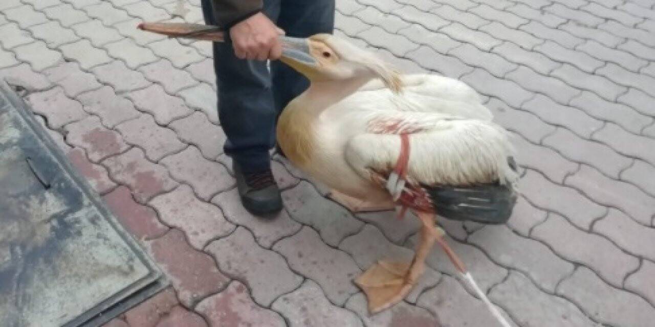 Yaralı halde bulunan pelikan tedaviye alındı