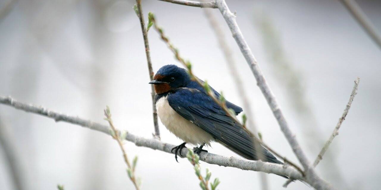 Konya'da kuşlar soğuktan olumsuz etkilendi