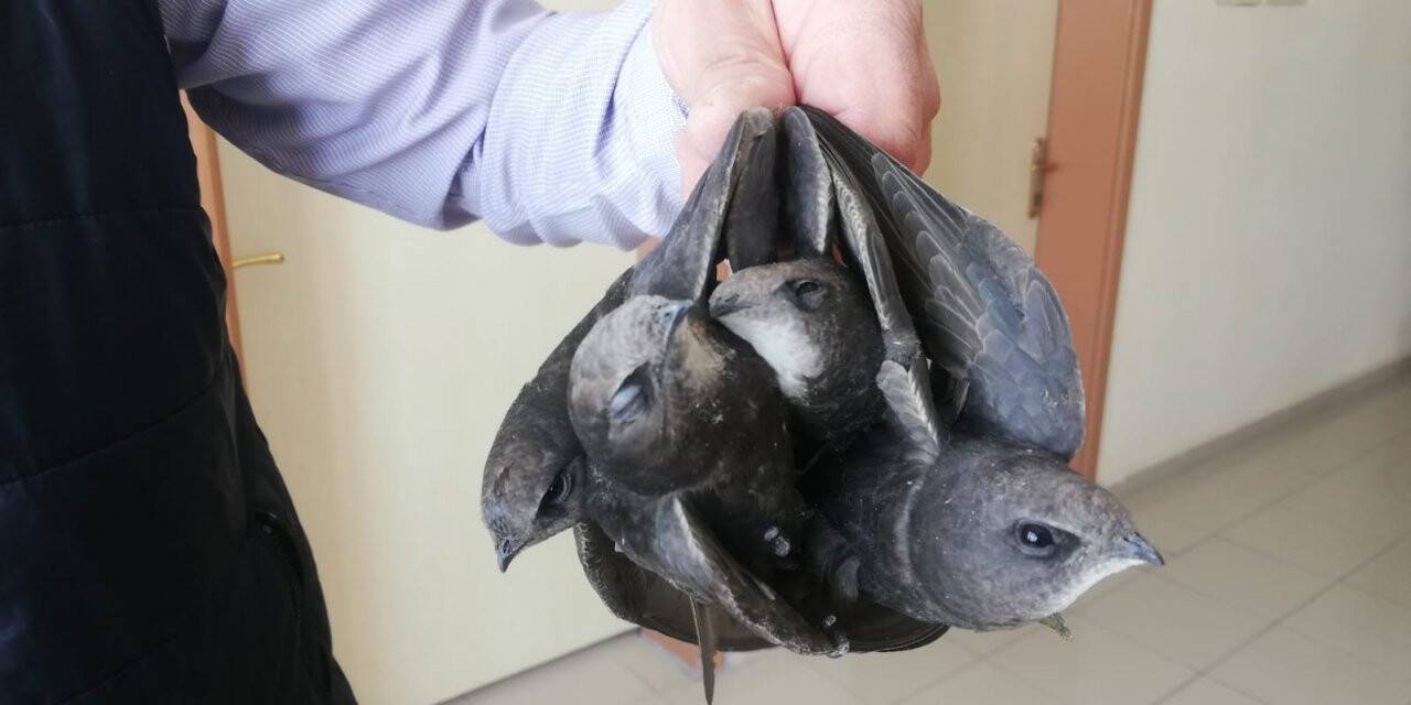 Halkapınar'da  mahsur kalan kuşları çalışanlar kurtardı