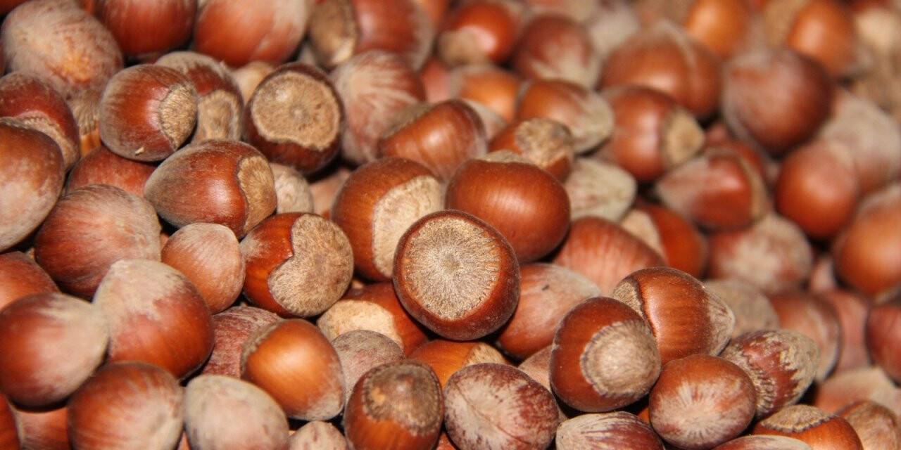 AB ülkelerine tonlarca fındık ihraç edildi