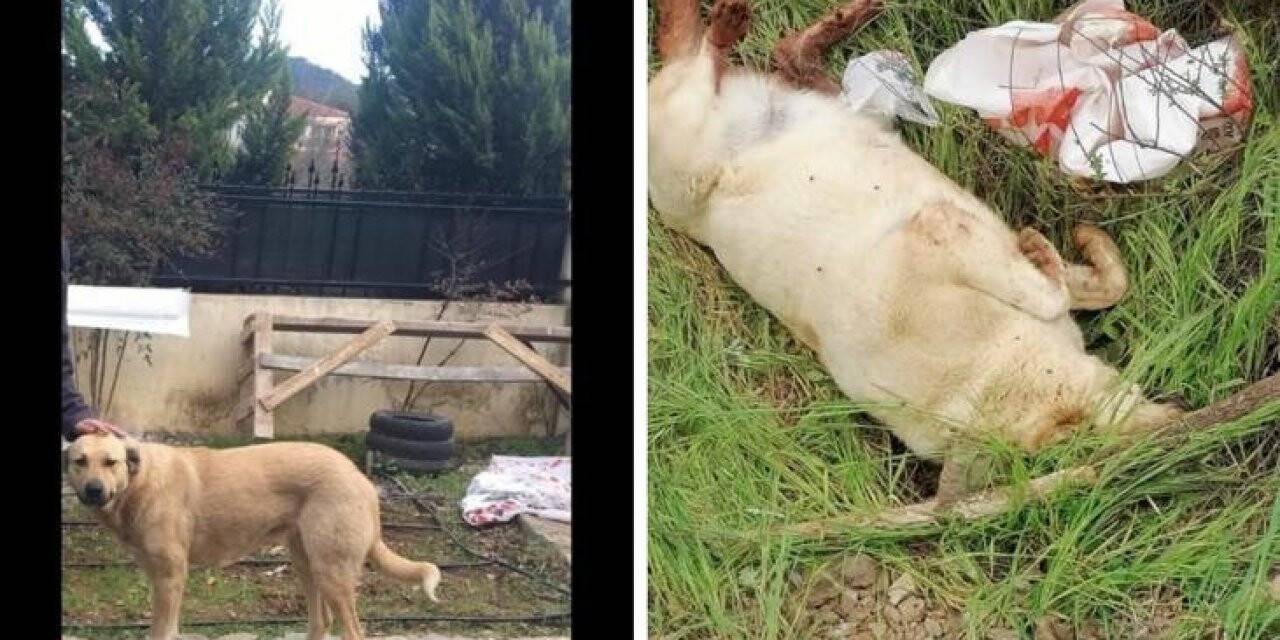 Sokakta bakılan köpek vahşice katledildi