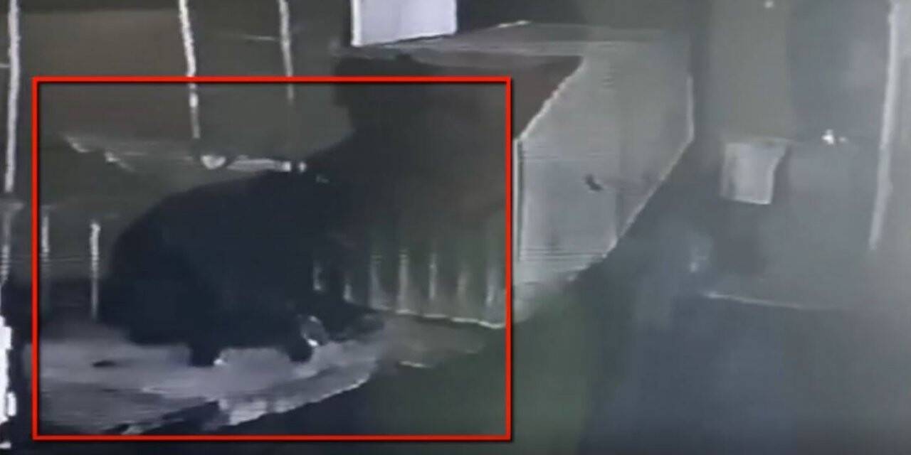 Mazgal hırsızları polisten kaçamadı