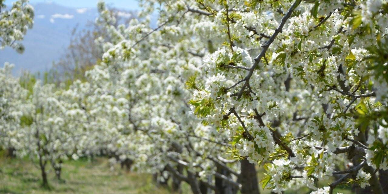 Konya Ereğli’de kiraz bahçeleri beyaza büründü