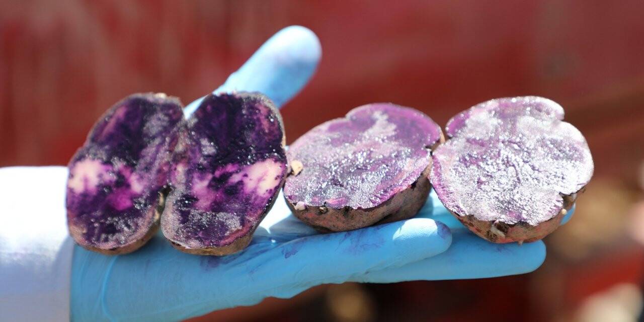 Mor patatesler toprakla buluştu